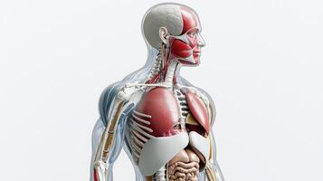 The human body is shown with the muscles highlighted photo