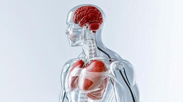 The human body is highlighted by a red light photo
