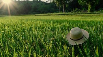 A hat is sitting in a green field photo