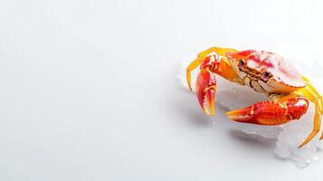 A crab is sitting on top of some ice photo