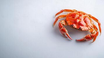 A crab on a white background photo