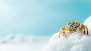 A crab is sitting on top of an ice floe photo