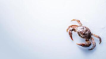 Crab on white background with copy space photo