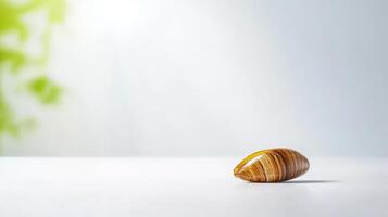 A small shell on a table with a green background photo