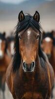 Herd of wild horses in a natural landscape with one horse closely in focus during daytime photo