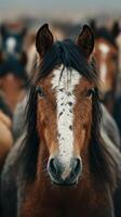Herd of wild horses gathered in a grassy meadow during early morning light with one horse in focus photo
