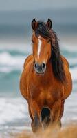 Horse walking along a sandy beach with waves in the background on a cloudy day photo