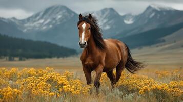 Horse walking in a field of yellow flowers with mountains in the background during a cloudy day photo