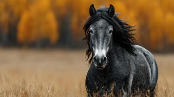 Majestic gray horse standing in a golden field during autumn with trees in the background photo