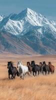 Herd of horses running through golden grass with snow-capped mountains in the background at sunrise photo