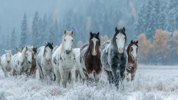 Herd of horses walking through a snowy landscape in a forest during winter morning photo