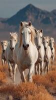 Herd of galloping white horses in a desert landscape with mountains in the background during golden hour photo