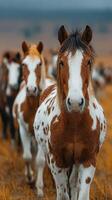 Horses with distinctive coat patterns walking in autumn fields under a cloudy sky in rural landscape photo
