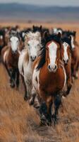 Herd of horses running across a grassy field in the late afternoon hours showcasing strong movement and swirling manes photo