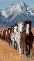Horses trot in a line across a golden field with mountains in the background under a clear blue sky photo