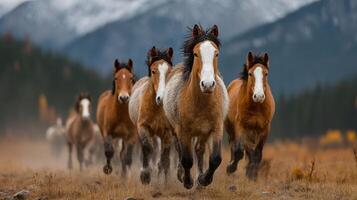Horses running through a mountain meadow, creating clouds of dust in the late afternoon sunlight photo