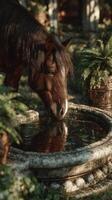 Majestic horse drinks from stone fountain surrounded by lush greenery in a tranquil garden setting photo