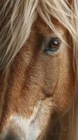 Elegant horse portrait showcasing detailed features during golden hour lighting in a serene environment photo