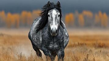 Majestic gray horse running through golden autumn fields in serene rural landscape photo