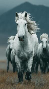 manada de corriendo blanco caballos cargando mediante herboso llanuras a oscuridad con montañas en el antecedentes foto