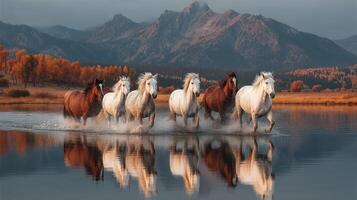 Wild horses running through a calm lake at sunset amid mountains in the backdrop photo