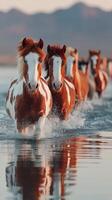 Horses gallop through shallow water during sunset, creating a stunning reflection in the calm lake photo
