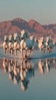 Herd of white horses gallops across a shimmering water surface at sunrise with mountain backdrop photo