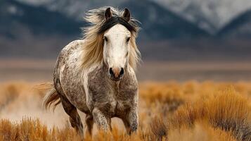 Majestic horse runs freely through golden grasslands under a vast mountain sky in the afternoon light photo