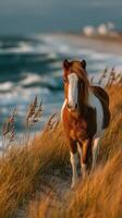 Majestic horse standing on the edge of a sandy dune overlooking the ocean during sunset photo
