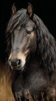 Majestic dark horse with long mane gazing thoughtfully in a golden field at dusk photo