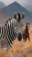 Zebra in focus with a horse in the background grazing in a rocky mountainous landscape during the golden hour photo