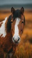 Wild horse stands gracefully in a golden field under a cloudy sky during a rainy day in nature photo