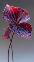 Vibrant red flowers with water droplets reflecting light in a studio setting during the afternoon photo