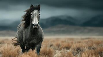 Wild gray horse stands majestically in open grassland under cloudy sky in early evening light photo