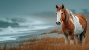 Horse standing on the beach during a foggy morning with waves breaking softly in the background photo