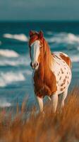 Brown and white horse standing near the ocean waves at golden hour by the beach photo