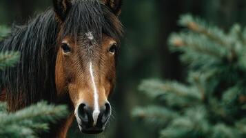 Close-up view of a brown horse among evergreen trees in a forest setting during daylight hours photo