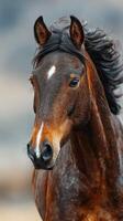 Majestic brown horse running in a rural setting during golden hour with a gentle breeze flowing through its mane photo