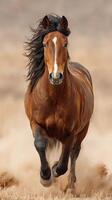Majestic brown horse gallops across the dusty plains during sunset showcasing strength and freedom photo