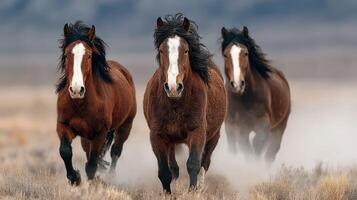Wild horses running across the plains during a golden sunset showcasing their majestic beauty and grace photo