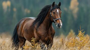 Majestic brown horse roaming through golden field during autumn near the forest photo