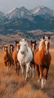 Horses galloping through golden grassland with mountains in the background during sunset in late afternoon light photo