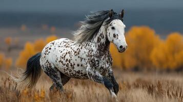 Beautiful spotted horse galloping across a golden meadow in autumn, showcasing its grace and strength against a scenic backdrop photo