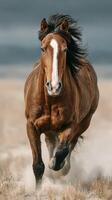 Majestic brown horse running across a golden field under a dramatic sky at sunset photo