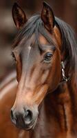 Beautiful brown horse with shiny coat posing against rustic background during golden hour photo
