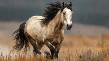 Beautiful white horse galloping in open grassland under cloudy sky during early morning light photo