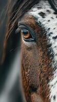 Close-up of a horse's eye showcasing intricate details and striking colors in natural light photo