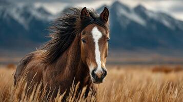 Majestic brown horse standing in golden grass with mountains in the background during a calm afternoon photo
