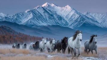Majestic herd of horses galloping through the misty valley with snow-capped mountains in the background at dawn photo