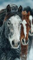 Horses running through the snow in a picturesque winter landscape with blurred background photo